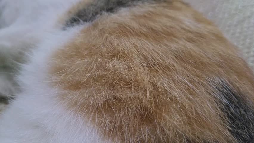 Close-up slow-motion of a peaceful calico kitten's belly gently rising and falling while deeply asleep. The rhythmic breathing conveys ultimate relaxation, comfort, and tranquility.