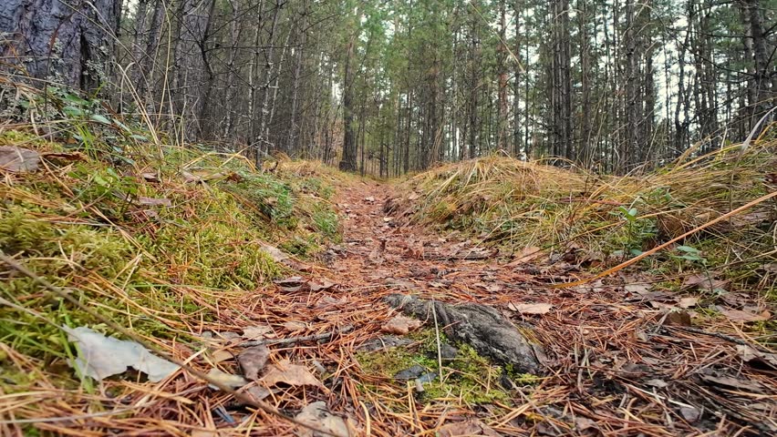 Low angle forest trail with closeup of feet and shoes, pine needle covered path, autumn undergrowth, hikers moving forward, earthy textures and active walking rhythm through quiet woodland