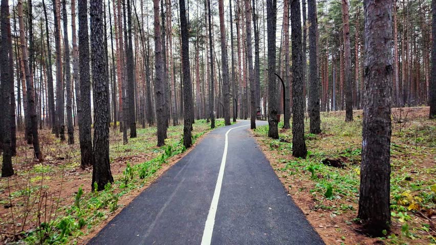 asphalt path through pine forest, straight white centerline, scattered benches and lampposts, damp earth and green undergrowth flanking smooth pavement ideal for cyclist or walker seeking calm morning