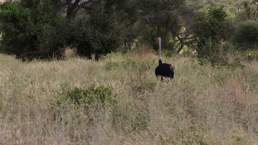 Male Ostrich Running Through Tall Savannah Grass