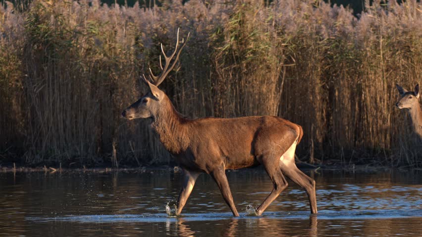 Wild stag moves through wetland reeds during sunset, filmed in slow motion highlighting detailed natural textures.