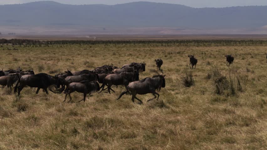 Wildebeest herd running across Ngorongoro Conservation Area in Tanzania