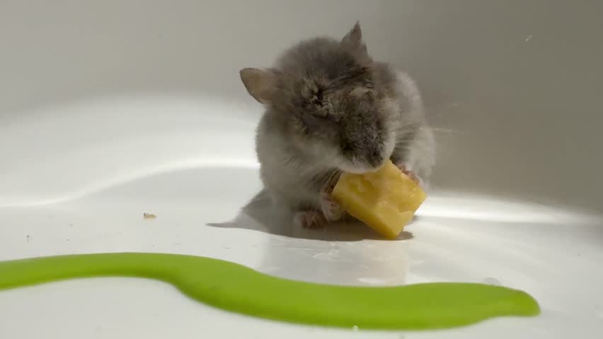 Winter white dwarf hamster (Phodopus sungorus), also known as Russian dwarf or Djungarian hamster is gnawing on piece of cheese. Treat for domestic pet. Rodent nutrition.