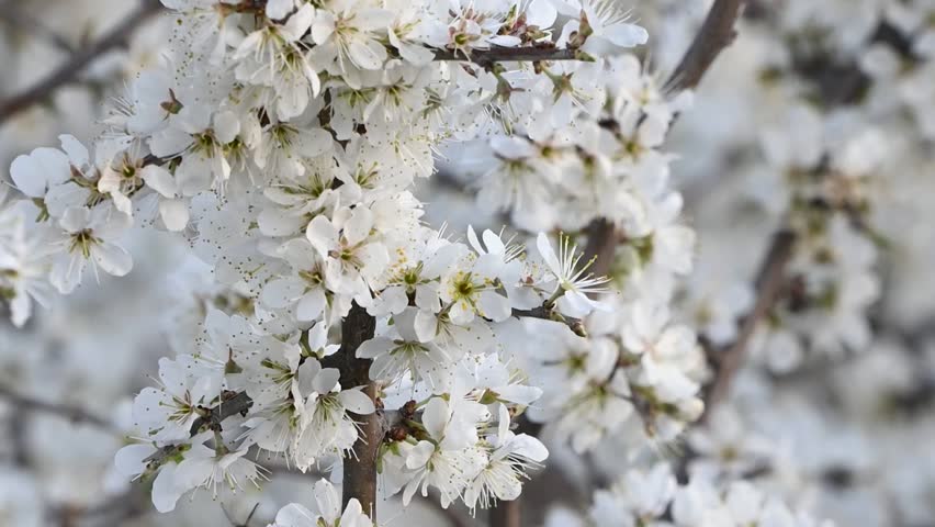 large earth bumblebee Bombus terrestris feeding on blooming flower. Close up. Slow motion.