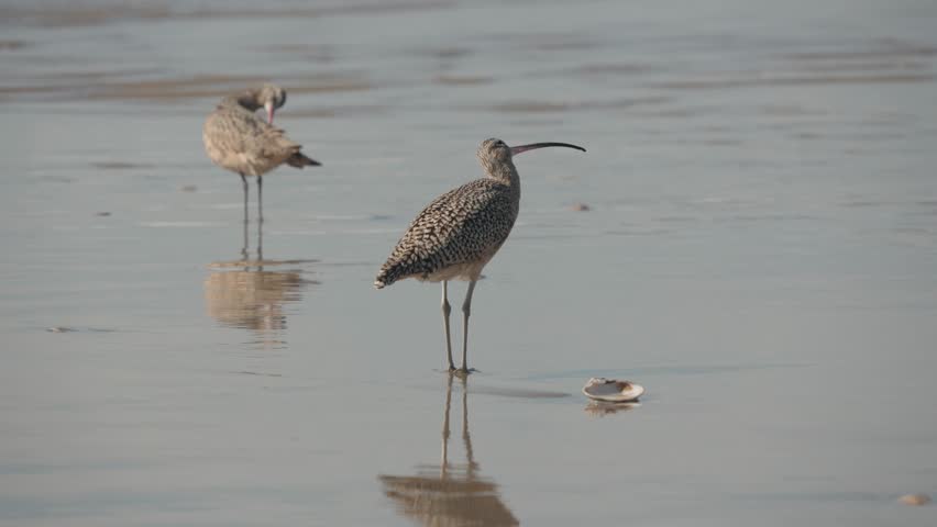 Long-Billed Curlews Foraging in Shallow Water on a California Coastal Beach