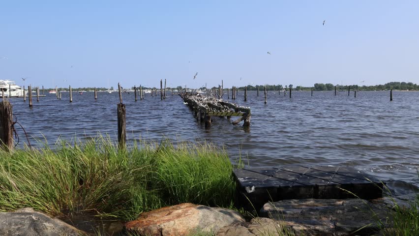 birds flying and sitting on a dock in great kills harbor staten island new york city bay seagull gull albatross egret pelican sea bird