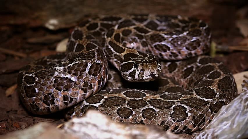 A Mexican Lance-headed Rattlesnake (Crotalus polystictus) rattles its tail in defense in central Mexico.