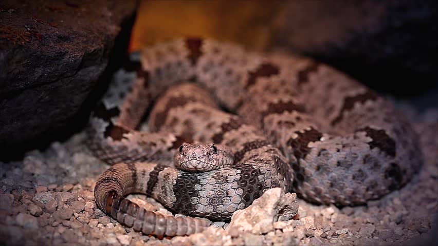 A Banded Rock Rattlesnake (Crotalus lepidus klauberi) hides in a coiled position with tongue flicking and rattle visible in Arizona, USA.