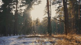 spring forest with remnants of snow. spring forest nature concept. sunny lifestyle nature of a spring forest covered with remnants of snow, glare of the bright sun. nature forest - Powered by Shutterstock - Get 15% off with code: PIKWIZARD15