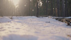 spring forest lifestyle with remnants of snow. spring forest nature concept. sunny nature of a spring forest covered with remnants of snow, glare of the bright sun. nature forest - Powered by Shutterstock - Get 15% off with code: PIKWIZARD15