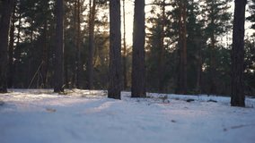 spring forest lifestyle with remnants of snow. spring forest nature concept. sunny nature of a spring forest covered with remnants of snow, glare of the bright sun. nature forest - Powered by Shutterstock - Get 15% off with code: PIKWIZARD15