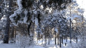 Snow covered trees in a winter landscape. Cold weather. Blizzard. Beauty in nature. Snow falling over winter landscape with pine trees and mountains. Christmas festivity and celebration - Powered by Shutterstock - Get 15% off with code: PIKWIZARD15
