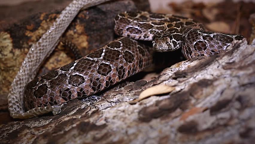 A Mexican Lance-headed Rattlesnake (Crotalus polystictus) rattles its tail and strikes twice in defense in central Mexico.
