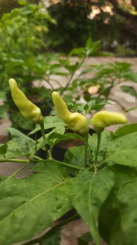 Video of a green chili tree with lots of fruit and growing well, shot from close up and showing the details of the chilies and leaves. Great video movement in portrait display.
