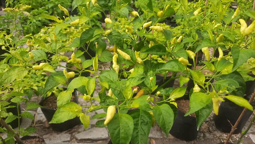 Video of a green chili plant bearing abundant and lush fruit, shot from a close-up and detailing the chilies and leaves. The video's movement is stunning in landscape view. Plant videography.