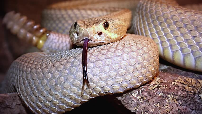A Mojave or Mohave Rattlesnake (Crotalus scutulatus) rattles and flicks tongue in Arizona, USA.  This is the most dangerous snake in the USA. It is perhaps best known for its potent neurotoxic venom.