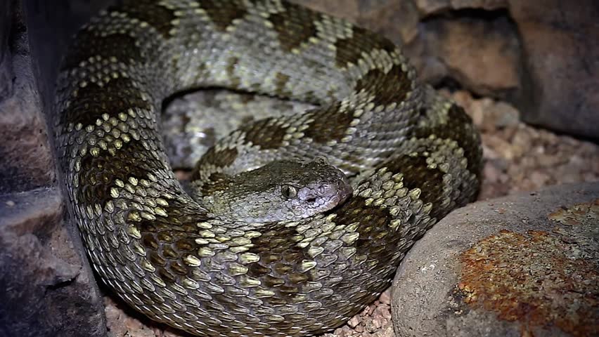 A Great Basin Rattlesnake (Crotalus oreganus lutosus) hides in a coiled position with tongue flicking and rattle visible in Arizona, USA.