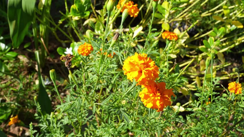 A vibrant display of bright orange marigold flowers against lush green foliage creates a stunning garden scene, showcasing the beauty of nature in full bloom.