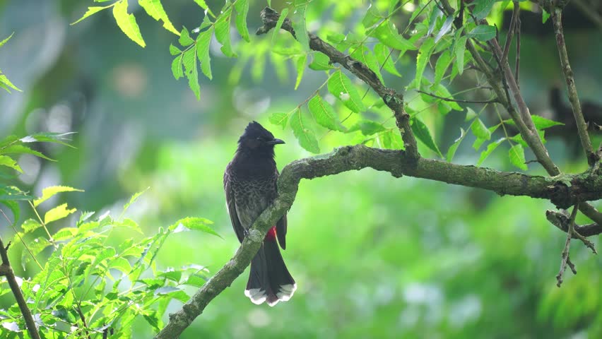 A red-vented bulbul (Pycnonotus cafer) is sitting on a tree branch.