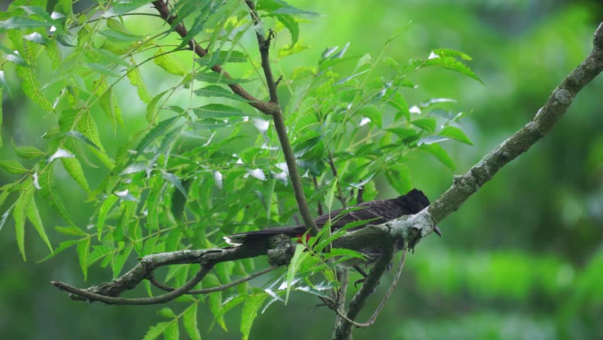 A red-vented bulbul (Pycnonotus cafer) is sitting on a tree branch.