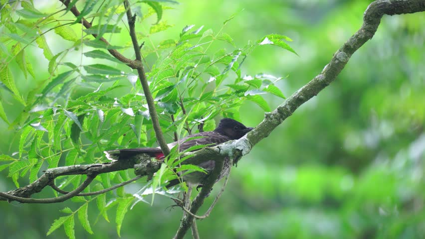 A red-vented bulbul (Pycnonotus cafer) is sitting on a tree branch.