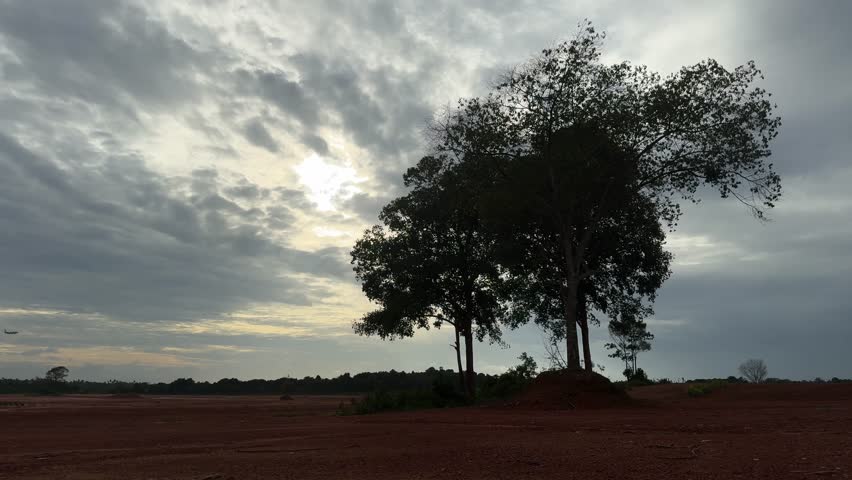 Silhouette of a Big Tree and a Plane Landing Under a Sky of Whispering Clouds