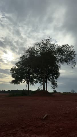 Peaceful Scenery with Majestic Trees in an Open Space Under a Sculpted Cloudscape