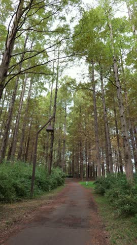 Mizumoto Park Metasequoia Forest, Japan October 2025