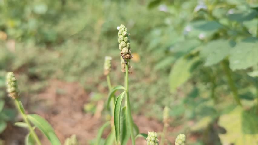 Tall green stem with dense spiked buds in natural soil.
