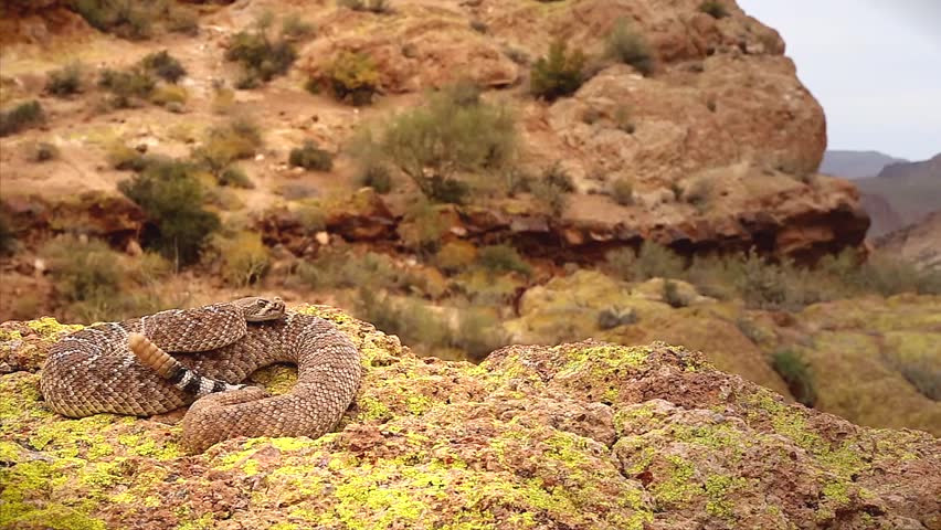 A deadly Western Diamondback Rattlesnake (Crotalus atrox) in Arizona, USA. Snake rattles loudly, extends forked tongue, and takes on defensive posturing. Beautiful footage from natural habitat.