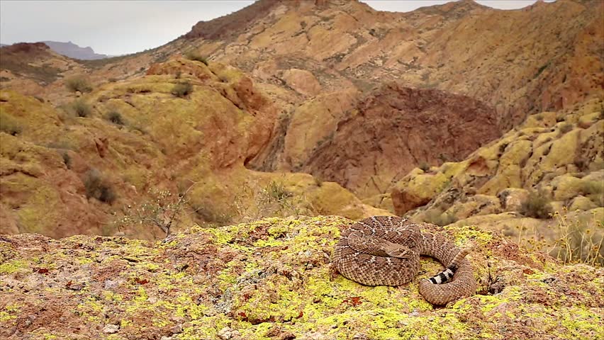 A deadly Western Diamondback Rattlesnake (Crotalus atrox) in Arizona, USA. Snake rattles loudly, extends forked tongue, and takes on defensive posturing. Beautiful footage from natural habitat.