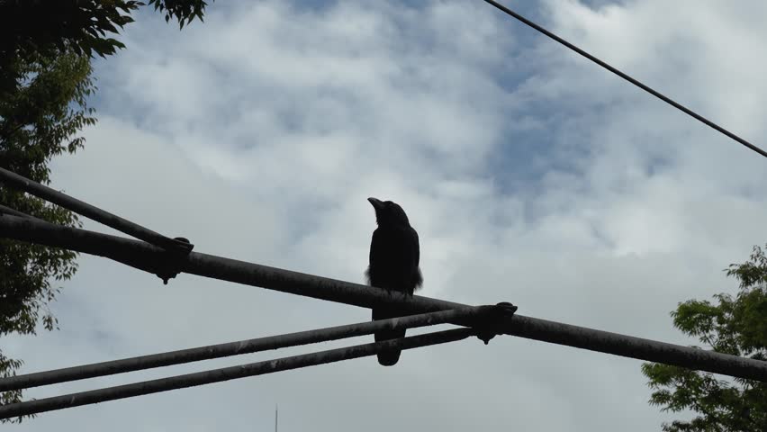 A black raven or black crow is standing on traffic light post before flying away. Animal in nature portrait footage.