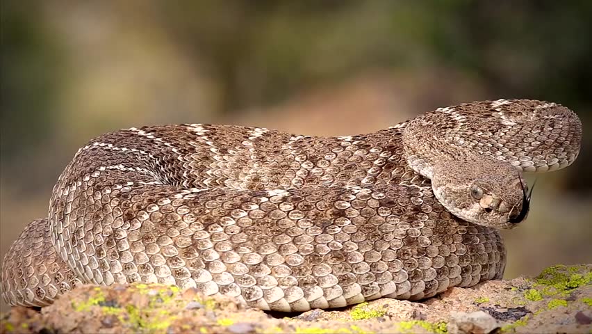 A deadly Western Diamondback Rattlesnake (Crotalus atrox) in Arizona, USA. Snake rattles loudly, extends forked tongue, and takes on defensive posturing. Beautiful footage from natural habitat.