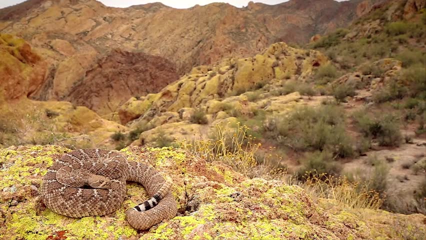 A deadly Western Diamondback Rattlesnake (Crotalus atrox) in Arizona, USA. Snake rattles loudly, extends forked tongue, and takes on defensive posturing. Beautiful footage from natural habitat.