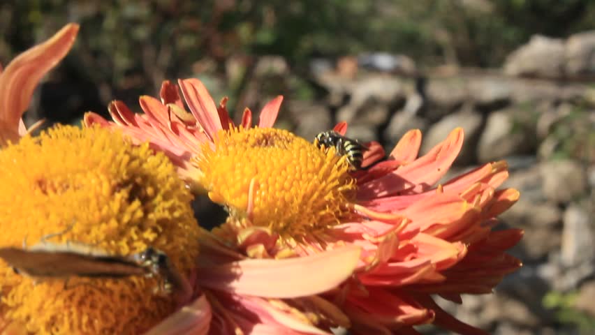 Butterfly extracting nector or pollen from chraysanthemum flowers