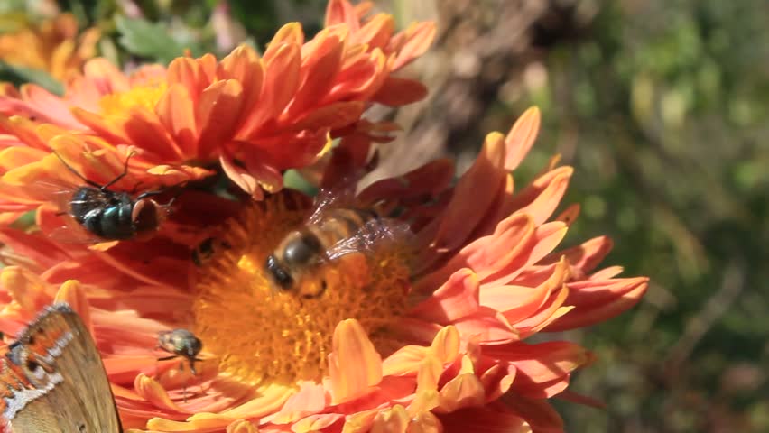 Butterfly extracting nector or pollen from chraysanthemum flowers