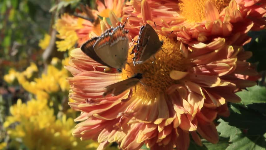 Butterfly extracting nector or pollen from chraysanthemum flowers