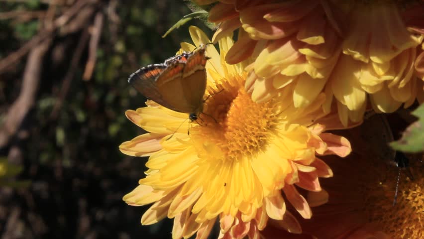 Butterfly extracting nector or pollen from chraysanthemum flowers
