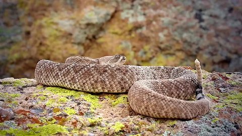 A deadly Western Diamondback Rattlesnake (Crotalus atrox) in Arizona, USA. Snake rattles loudly, extends forked tongue, and takes on defensive posturing. Beautiful footage from natural habitat.