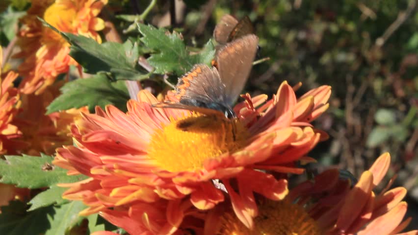 Butterfly extracting nector or pollen from chraysanthemum flowers