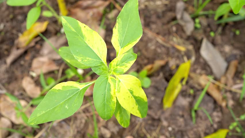Young plant with vibrant green and yellow leaves showcases growth potential, surrounded by rich soil and diverse foliage, creating lively scene in natures garden