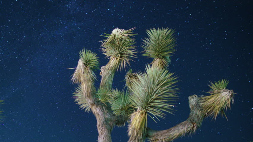 Joshua Tree National Park Milky Way Galaxy Over Joshua Tree Northeast Sky Astrophotography Time Lapse California USA