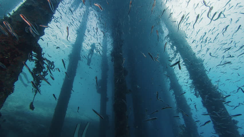 Freediver swims underwater near the stilts covered with corals. Person freediving under an old pier with stilts