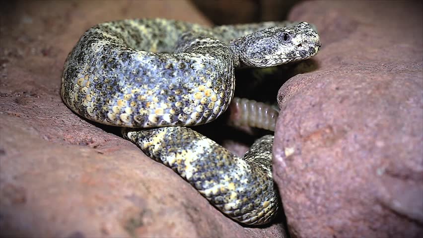 A Blue Southwestern Speckled Rattlesnake (Crotalus mitchellii pyrrhus) flicks its tongue and rattles its tail in defence and warning in Arizona, USA.