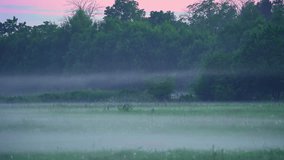 dawn fog landscape, misty dawn scene with distant forest silhouettes and gentle haze, preliminary shots of foggy wetlands at sunrise featuring trees and subtle atmospheric mists - Powered by Shutterstock - Get 15% off with code: PIKWIZARD15