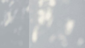 gray plastered wall bark beetle, minimalist wall background with sun glare, background with blurred silhouette shadow palm leaf, Creative product platform stage presentation - Powered by Shutterstock - Get 15% off with code: PIKWIZARD15