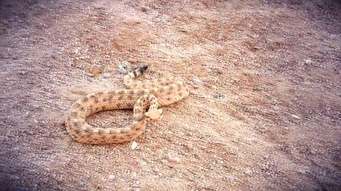 A Sonoran Desert Sidewinder Rattlesnake (Crotalus cerastes cercobombus) rattling and winding across sand in Arizona, USA.