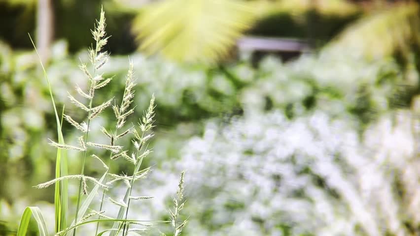 Two tall branching spikes of grass standing in front of a blurry tropical background