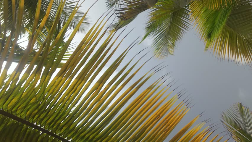 Locked off establishing shot of palm trees blowing in the breeze on the beach on an overcast day.