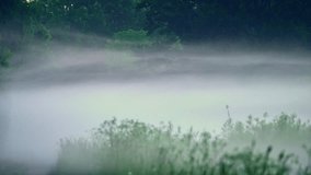 calm river mist drifting through wetlands, gentle fog over lush green reeds and distant trees, peaceful scene of veiled riverbanks with soft foliage and tranquil atmosphere - Powered by Shutterstock - Get 15% off with code: PIKWIZARD15